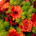 Germini und Orangenrosen